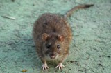 Invasione topi in città – 84enne ricoverato al Moscati