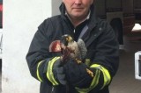 Grottolella – Falco pellegrino salvato da Vigile del fuoco