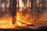 Incendi, M5S: “Governo complice e incapace, nega le responsabilità”