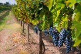 Vendemmia 2017, Ordine degli Agronimi Avellino: “Produzione ridotta, ma qualità elevata delle uve irpine”