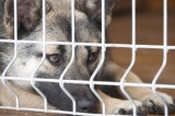 Pratola Serra – Sedici cani in casa, donna denunciata per maltrattamenti