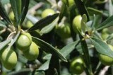 Olivicoltura, a Caposele e Sturno i corsi dell’Apooat Olivicoltura, a Caposele e Sturno i corsi dell’Apooat