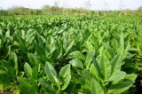 Produzione nazionale di tabacco: l’Irpinia fa da traino