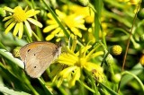 Oasi WWF Conza – Solidarietà e sollecitazioni del Presidente della Pro Loco di Sant’Angelo dei Lombardi Oasi WWF Conza – Solidarietà e sollecitazioni del Presidente della Pro Loco di Sant’Angelo dei Lombardi