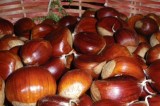 Castanicoltura, l’impegno del Nuovo Centrodestra con De Girolamo e Nappi Castanicoltura, l’impegno del Nuovo Centrodestra con De Girolamo e Nappi