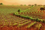 “Agroindustria e reti di imprese: nuove opportunità occupazionali e competitività sostenibile”