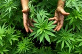 Il PD di Paternopoli si schiera per la depenalizzazione della marijuana