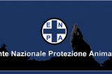 Carabinieri di Nola, Enpa Avellino ed Enpa Napoli unite contro il bracconaggio