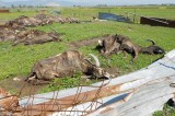 Caserta – Rivenuto un cimitero di capi bufalini in avanzato stato di decomposizione
