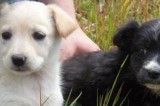 Ad Aquilonia l’Enpa salva 3 cuccioli e ricorda: “chi abbandona animali domestici compie reato” Ad Aquilonia l’Enpa salva 3 cuccioli e ricorda: “chi abbandona animali domestici compie reato”