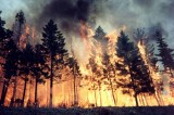 Progetto P.O.N. campagna di sensibilizzazione contro gli incendi boschivi
