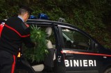 Volturara Irpina – Carabinieri di Montella sequestrano 40 piantine di canapa