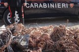 Carabinieri – Arrestati ladri di cavi elettrici