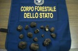 Controlli del Corpo forestale in occasione della Sagra del tartufo a Bagnoli Controlli del Corpo forestale in occasione della Sagra del tartufo a Bagnoli