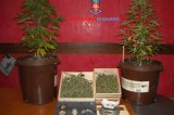 Baiano – Arrestati due trentenni per coltivazione di stupefacenti