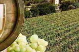 Maltempo, D’Agostino (Sc): “Governo intervenga a sostegno dei viticoltori”