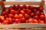 Coldiretti, al via il primo raccolto di pomodoro etichettato ‘Made in Italy’