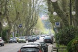 Avellino – Viale Italia: altri 5 platani saranno abbattuti