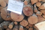 Pietradefusi – Rubano legna, denunciate due persone
