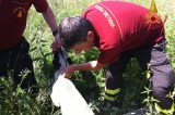 Avellino – I Caschi Gialli salvano capretta finita in un canale di scolo