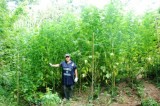 Quindici – Individuate piantagioni di cannabis, sequestrate 15 piante