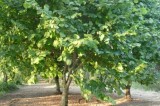 Rinviato al 9 Novembre il convegno “Il nocciolo tra tutela e prospettive” Rinviato al 9 Novembre il convegno “Il nocciolo tra tutela e prospettive”