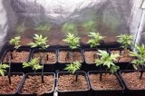 Montefalcione – Sequestrate piante di Marijuana