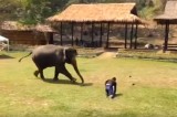 Attaccato da un elefante: imprenditore irpino muore sul colpo