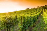 Progetti di ricerca sul settore vitivinicolo