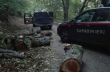 Calabritto – Danneggiamento boschivo e furto di legna: due persone denunciate