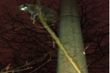 Gatto incastrato su un albero, salvato dalla Gadit