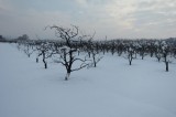 Neve – Riconoscimento dello stato di calamità naturale per i danni all’agricoltura