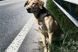 La Proposta di Legge Popolare – Carcere per Chi Uccide Animali La Proposta di Legge Popolare – Carcere per Chi Uccide Animali