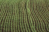 Gelate aprile 2017: le imprese agricole con danni alle colture possono presentare domanda di indennizzo alla Regione Campania