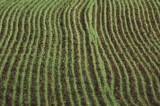 Gelate aprile 2017: le imprese agricole con danni alle colture possono presentare domanda di indennizzo alla Regione Campania Gelate aprile 2017: le imprese agricole con danni alle colture possono presentare domanda di indennizzo alla Regione Campania
