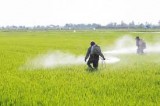 Montoro – L’Associazione Impatto Ecosostenibile organizza convengo su glifosato e pesticidi