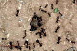 Montella – Tenta di incendiare un formicaio, grave un uomo