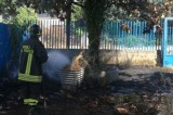 Avellino – Incendio a sterpaglie a ridosso di alcune aziende del posto