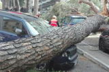Lioni – Tragedia sfiorata, albero crolla sulle auto in sosta