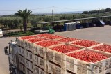 Coldiretti – Caporalato, si paga di più la bottiglia che il pomodoro contenuto Coldiretti – Caporalato, si paga di più la bottiglia che il pomodoro contenuto