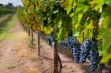 Vendemmia 2017, Ordine degli Agronimi Avellino: “Produzione ridotta, ma qualità elevata delle uve irpine” Vendemmia 2017, Ordine degli Agronimi Avellino: “Produzione ridotta, ma qualità elevata delle uve irpine”