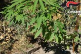 Bonito – Coltivava marijuana in un terreno privato