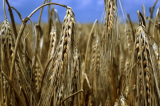 “C’è la crisi”: nella verde Irpinia, anche l’agricoltura è allo sbaraglio “C’è la crisi”: nella verde Irpinia, anche l’agricoltura è allo sbaraglio