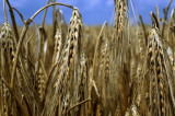 “C’è la crisi”: nella verde Irpinia, anche l’agricoltura è allo sbaraglio