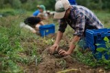 Età Pensioni – Coldiretti chiede deroga per operai agricoli e coltivatori diretti Età Pensioni – Coldiretti chiede deroga per operai agricoli e coltivatori diretti
