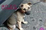 Cucciolo abbandonato cerca casa Cucciolo abbandonato cerca casa