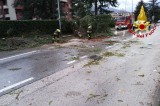 Avellino – Maltempo, vento forte abbatte un albero