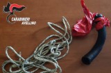 Avellino – Arancia meccanica nel garage: arrestato un responsabile