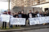 Salerno – Domenica manifestazione contro il circo con animali in città