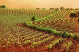 PIL – Coldiretti, con +3,9% il record è in agricoltura PIL – Coldiretti, con +3,9% il record è in agricoltura